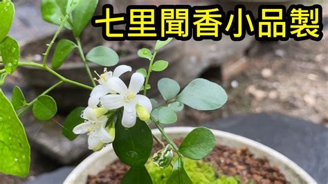 七里香水耕|七里香種植要點